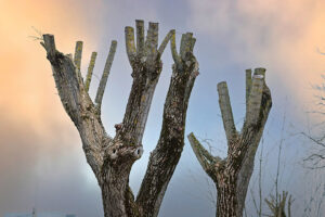 Tree after cutting branches on top. Tree crown reduction.