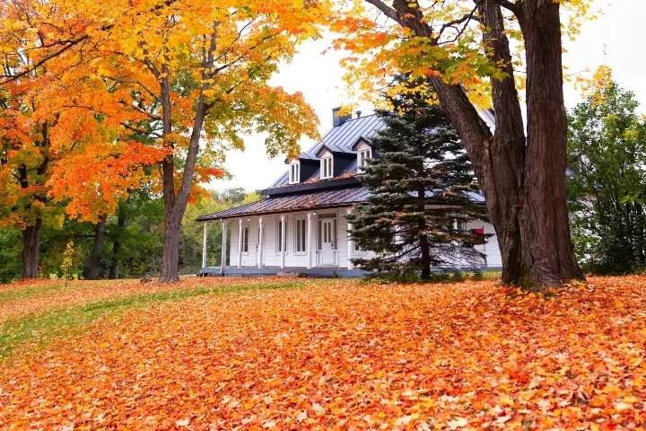 A large white house surrounded by bright red and orange fallen leaves - keeping your trees healthy during fall with the help of tree care professionals goes a long way toward their overall health