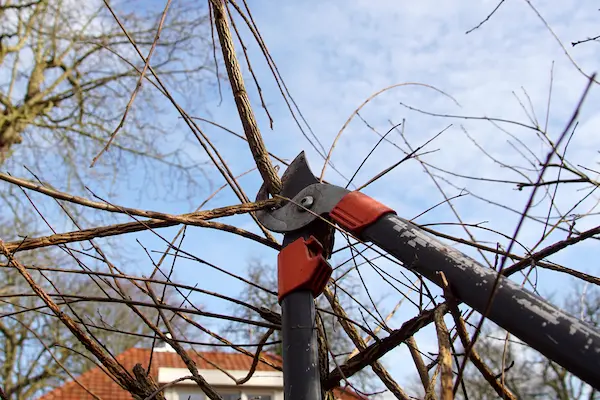 Close-up of a lopper and branch of a field elm, that will be pruned at the end of the winter in a Massachusetts garden