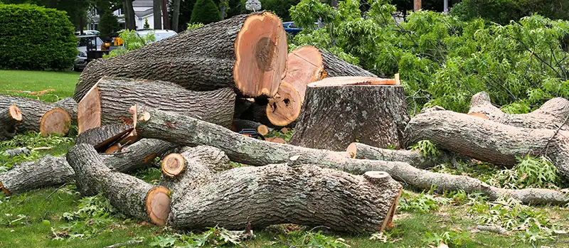 Felled tree with large trunk sections and branches scattered on a lawn, illustrating the aftermath of professional tree removal services.