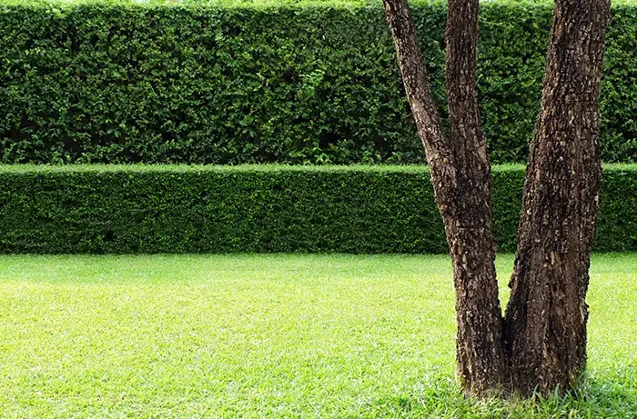 A tree in a backyard