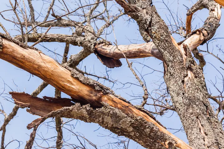 A large dry, dying tree with peeling bark