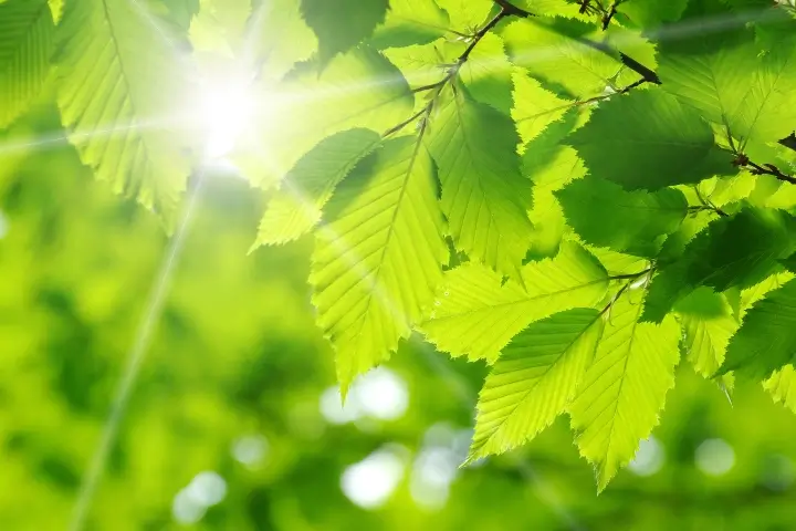 Green leaves on a tree - healthy tree maintenance by Tree Tech