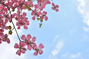 A picture of a blue sky, shot from underneath bright pink blooms on a cherry tree.