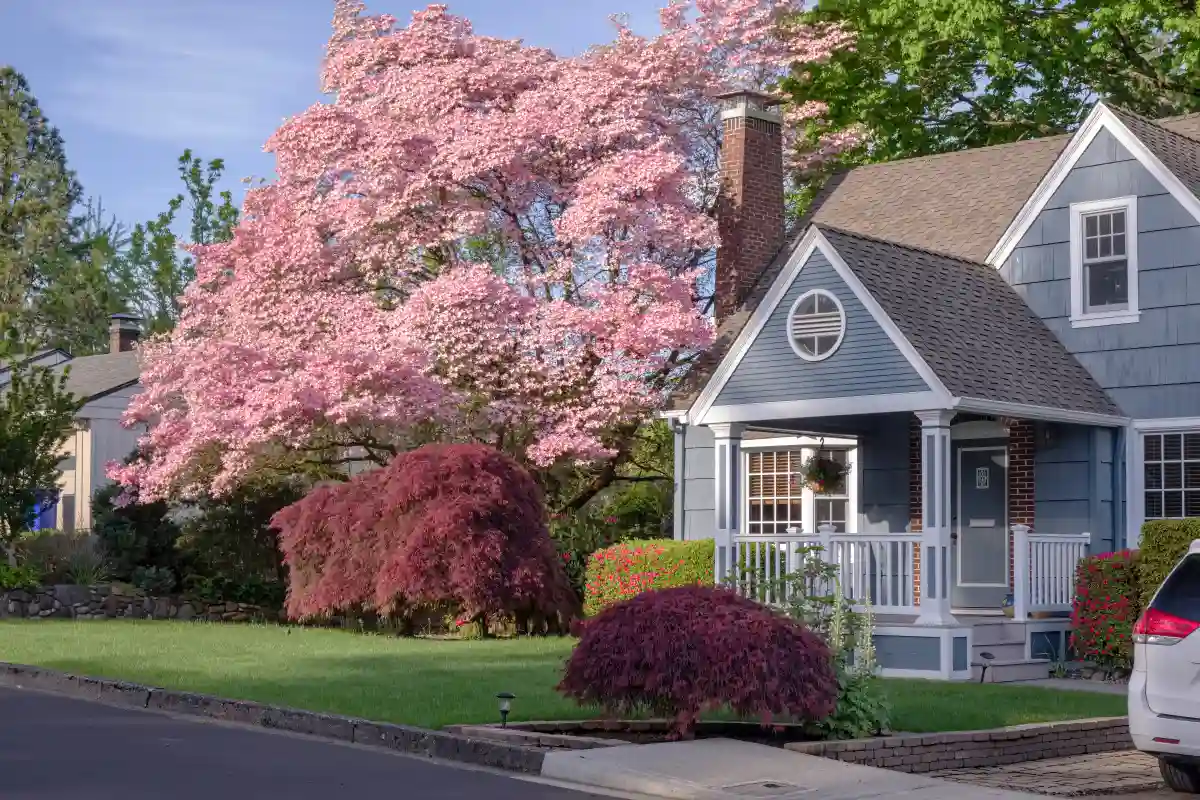 A beautiful pink cherry tree in bloom in the yard of a pale blue house.