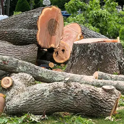 Felled tree with large trunk sections and branches scattered on a lawn, illustrating the aftermath of professional tree removal services.